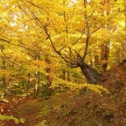 Herbstbuchen im Burggraben - Bildautor: Klaus Lincke